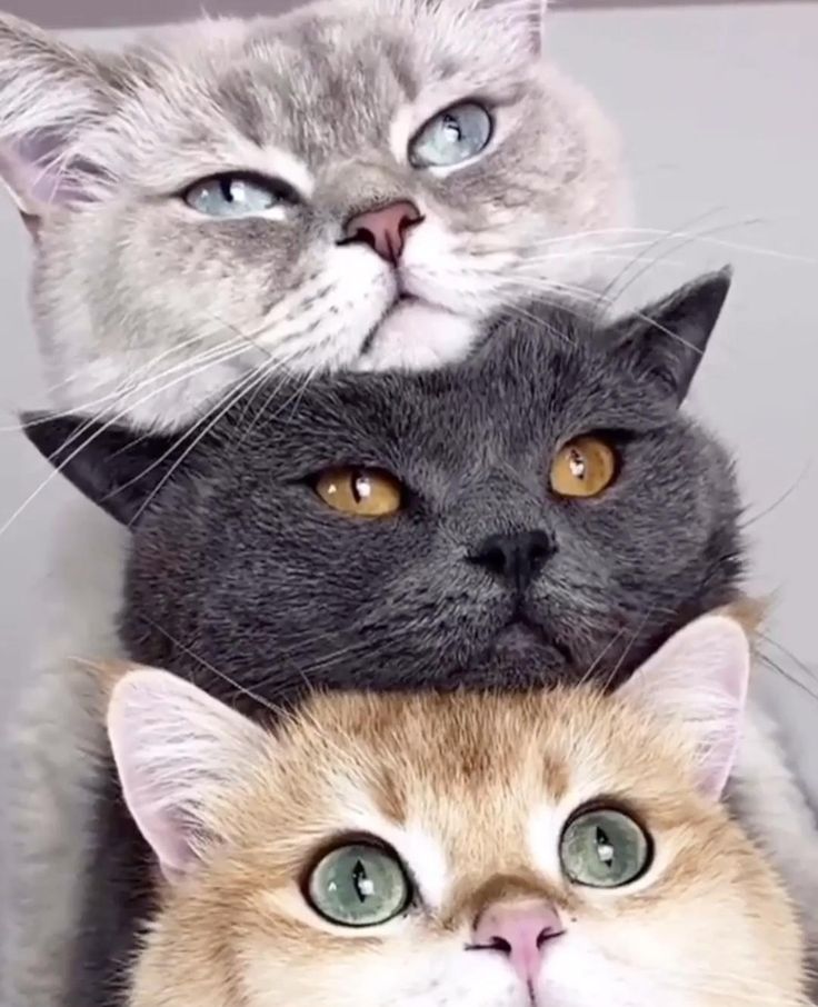 Three beautiful cats