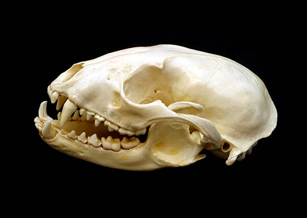 Racoon skull