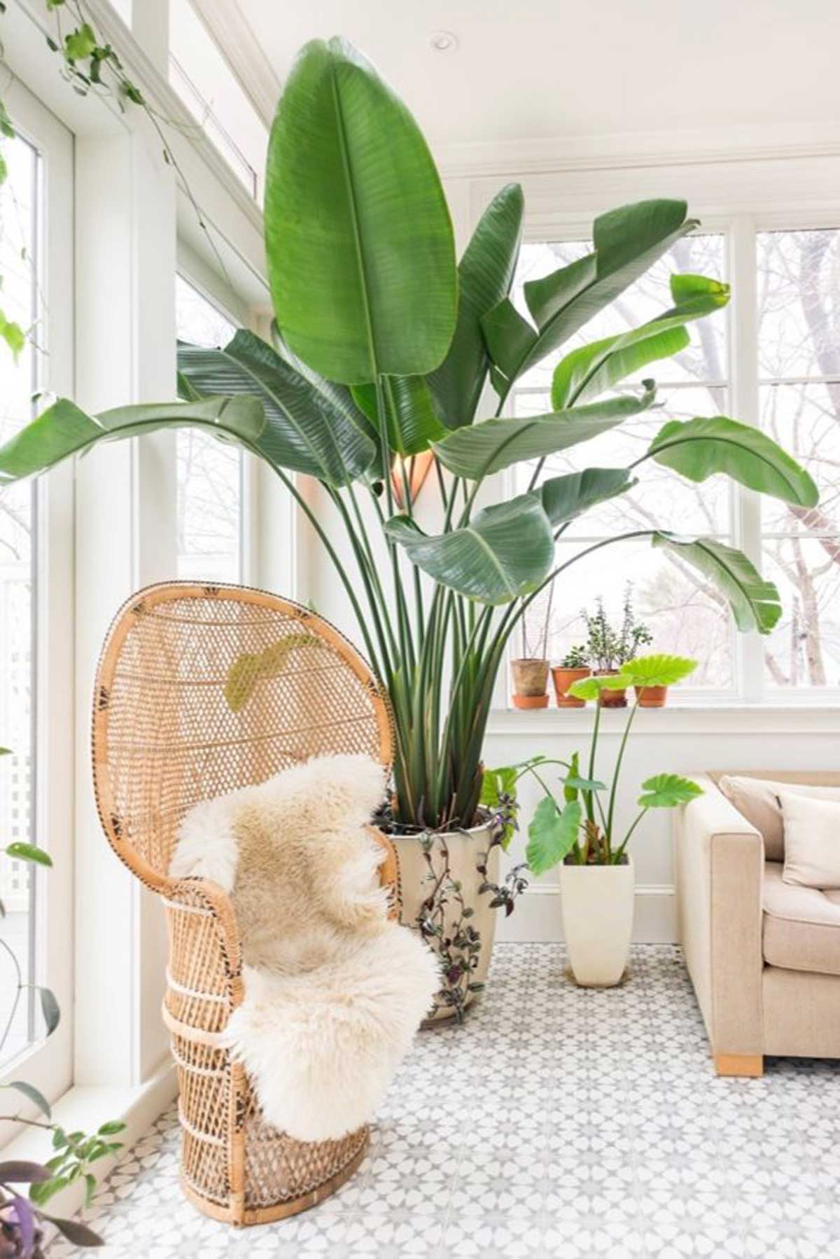 Big plant in living room)